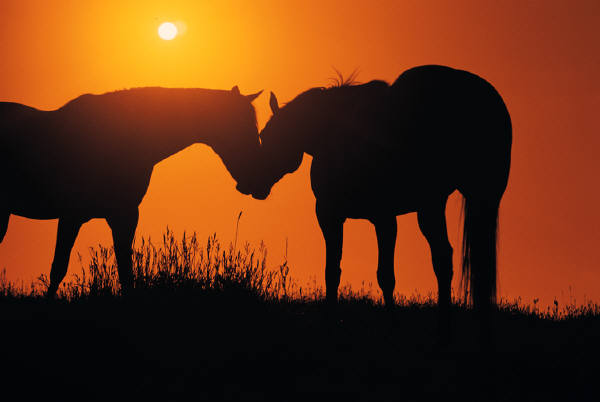HORSE PHOTO 01