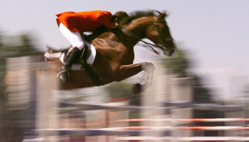 HORSE PHOTO 03