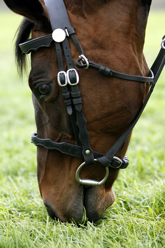 HORSE PHOTO 04